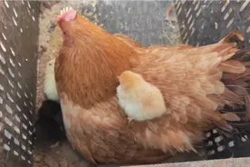 小鸡孵出来第二天，在母鸡的带领下抢东西吃，太可爱了视频封面