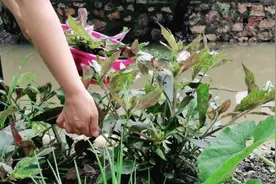 四川黄七姐：凉拌血皮菜，万能的凉拌菜没有什么是不可能的。