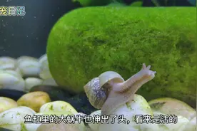 鱼缸里苹果螺彻底爆缸了|蜗牛在鱼缸里挺可爱，却可能被淹死。