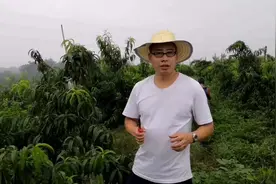 3分钟教你看桃树新型栽植模式，18个月投产，产量高达800斤/亩，视频封面