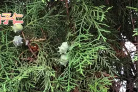 身边的草药（41），柏子仁，养心安神润肠通便的草药