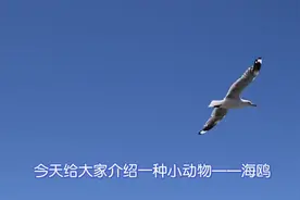 牛牛少儿百科：今天介绍海鸥给小朋友们认识，快来了解一下吧！