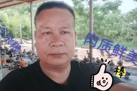 青头鸭纯属五谷杂粮，肉质鲜美，比猪肉实惠划算便宜，养殖太难了