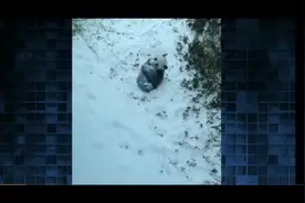在外国六个月大的熊猫宝宝第一次看到雪的反应！把老外萌翻了！视频封面