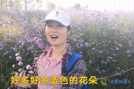 无意间发现一片花海，真的漂亮极了，他竟然就在深圳湾，你见过吗视频封面