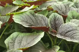 苋菜种植时间以及催芽方法，并做好田间管理工作，使其旺盛生长视频封面