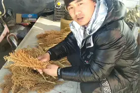 农民光头三大风天手把手教你做高粱秸刷锅刷，简单好用绿色环保视频封面