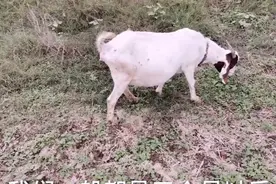 母羊怀羔几个月下奶，你知道吗？视频封面