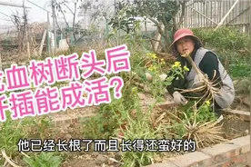 整理菜园子，看看断头后的龙血树怎样了？扦插正确吗视频封面