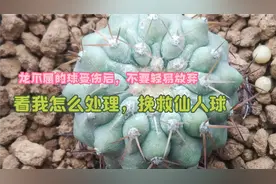 几百元一个的仙人球受伤后，不要轻易放弃，看我怎么处理？视频封面