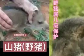 山猪是国家保护野生动物，糟蹋庒稼就是捉到了也只好放了