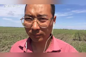 黑龙江种地大户用大型机械给玉米苗深松趟地带你了解深松的作用视频封面