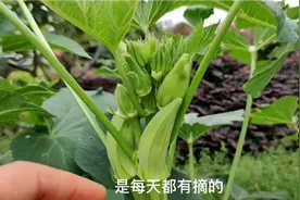 秋葵20块钱1斤，我们家乡特产，家家户户种！视频封面