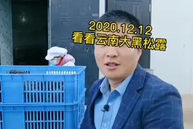 云南黑松露成熟最好的时候视频封面