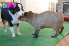 非常可爱的“大老鼠”，不仅性格温顺，还可以当宠物养的呢！