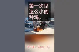 半斤重的鸡要500一只，第一次见这种迷你型宠物鸡，谁见过。