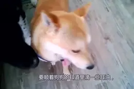 各位铲屎官，视频去除柴犬耳螨方法你用了没？