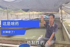 水泥池养这种鱼容易烂身，用祖传秘方一招搞定，修复鱼伤口快？视频封面