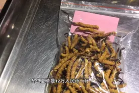 拉萨最大的冬虫夏草交易市场，最好的虫草12万元一斤，你会买吗？