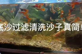 学会这样清洗鱼缸，让你清清松松成为空气缸。视频封面