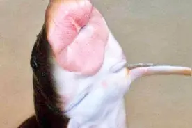 长在石头缝里的猪嘴鱼，只有特殊的农村河里才有，价格直达上百元视频封面