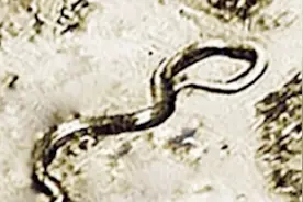 二战王牌飞行员奇遇：高空遇到15米“大蛇”，真相至今未解视频封面