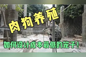 肉狗养殖场的笼子，这样设计，安装，成本让你万万想不到！视频封面