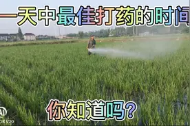 一天中打药的最佳时间你知道是几点嘛？有露水比没露水那个效果好视频封面