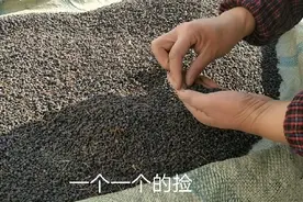 历时1个多月，农村媳妇用大叶女贞籽做枕头，网上说可以助睡眠，视频封面