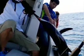你绝对没看错，台湾小伙凭实力钓到大马林鱼，谁还敢说中国没大鱼视频封面
