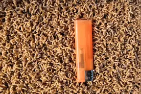 昆虫饵料（五谷虫）