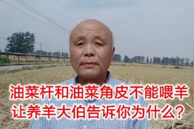 油菜杆和油菜角皮不能喂羊，养羊大伯用老经验告诉你为什么视频封面