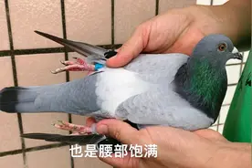 交流鴿，NPO長距離鸽王後代，基础配对孙代，雄鸽雌相视频封面