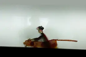 你知道谁敢骑在老虎身上吗