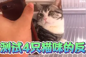 给猫咪看它小时候照片，会有什么反应？