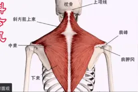 【干货分享】：解剖分析“斜方肌”，为什么斜方肌总是紧张？视频封面