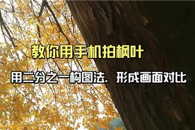摄影初学者收藏，教你用手机拍枫叶，用树杆二分16：9的对比画面视频封面