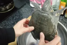 清炖甲鱼最好吃的做法，肉质鲜嫩不发腥，加上这些食材香！视频封面