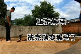 洗完澡发现狗狗背部长黑毛，是吃的不合适还是在换毛，求解