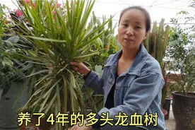 龙血树一头变多头，只需剪刀咔嚓一剪，2个月就能冒出许多新芽