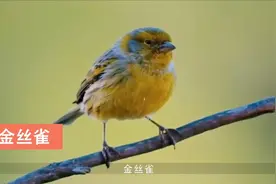 声音最动听的鸟类-也是最出色的歌唱家之一！视频封面