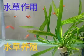 原来鱼缸里有一颗水草这么好，水草养殖把握这5点，太容易养好了视频封面