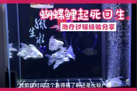 蝴蝶鲤起死回生治疗过程经验分享