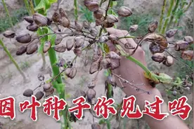 香烟大家都知道，烟草原叶种子大家见过吗？进来看看它的样子视频封面