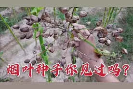 香烟大家都知道，烟草原叶种子大家见过吗？进来看看它的样子视频封面