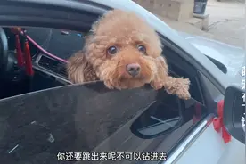 泰迪狗想让主人抱，居然发出这样的声音，太可爱了