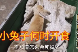 小兔子出生多久睁眼睛？怎么合理给小兔开食，这时候最可爱啦视频封面