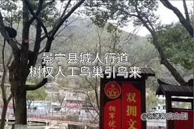 浙江丽水：景宁县城行道树杈上人工“鸟巢”引鸟来视频封面