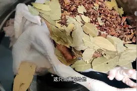 凉皮哥教大家：腌制三黄鸡，美味好吃