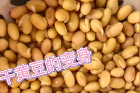 干黄豆变豆嘴、豆芽，掌握三个关键点，自己在家就能做～视频封面